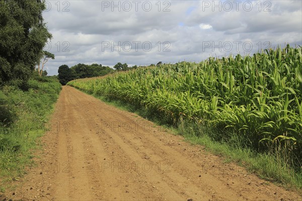 Maize sweet corn, corn on the cob, growing in field, Shottisham, Suffolk, England, UK dirt track