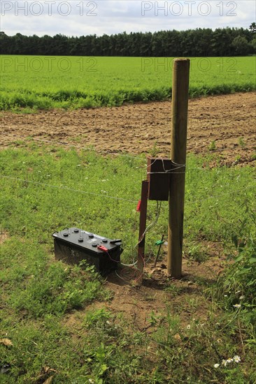 Electric fence protecting carrot crop, Sutton, Suffolk, England, UK