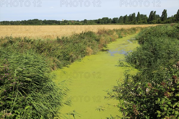 Eutrophication of drainage ditch in marshland Hollesley, Suffolk, England, UK