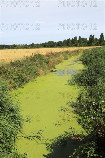 Eutrophication of drainage ditch in marshland Hollesley, Suffolk, England, UK