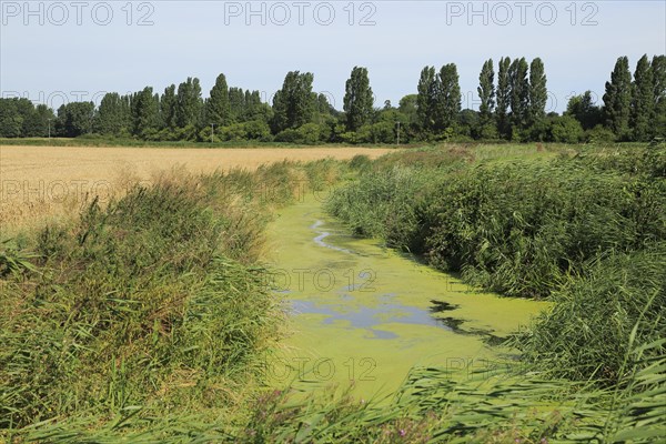 Eutrophication of drainage ditch in marshland Hollesley, Suffolk, England, UK