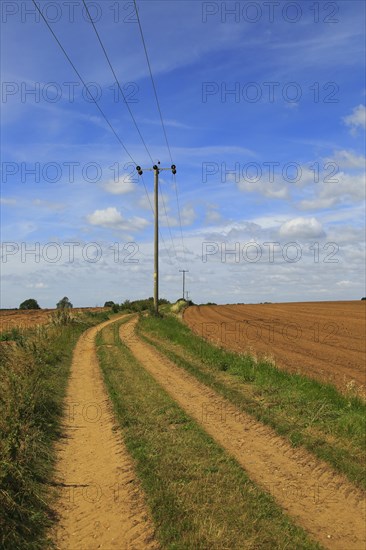Rural electricity supply lines running across countryside, Alderton, Suffolk, England, United