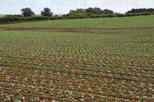 Freshly planted crop seedlings in field, Boyton, Suffolk, England, United Kingdom, Europe