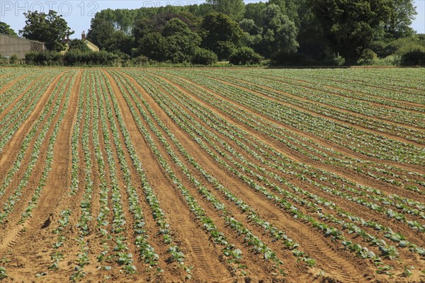 Freshly planted crop seedlings in field, Boyton, Suffolk, England, United Kingdom, Europe