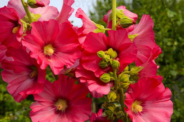 Close up of red hollyhock 'Alcea' flowers growing in garden, Suffolk, England, UK
