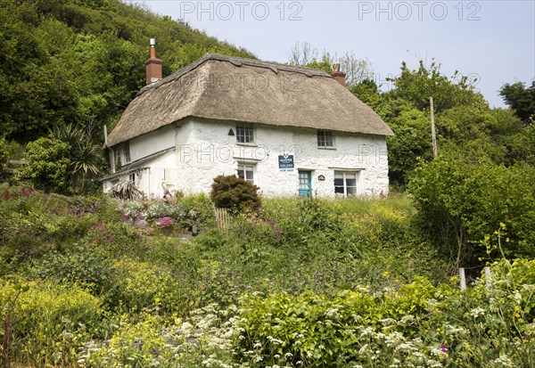 Pretty thatched whitewashed cottage house for sale, Porthoustock, Lizard Peninsula, Cornwall,