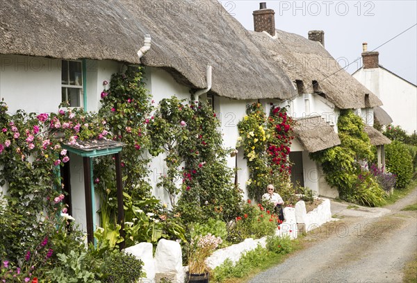 Row of pretty thatched whitewashed cottages, Porthoustock, Lizard Peninsula, Cornwall, England, UK