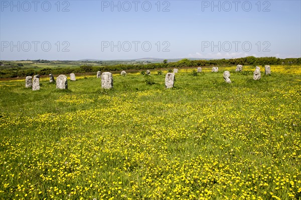 The Merry Maidens prehistoric stone circle, St Buryan, Cornwall, England, UK