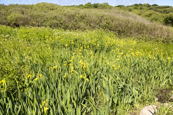 Flag iris plants yellow flowers, Lowland Point, Lizard Peninsula, Cornwall, England, UK