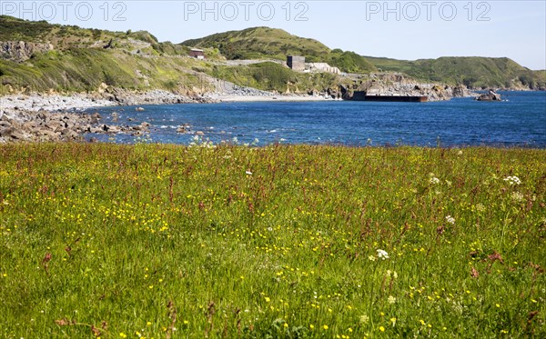 Wildflower meadow at Lowland Point, Lizard Peninsula, Cornwall, England, UK