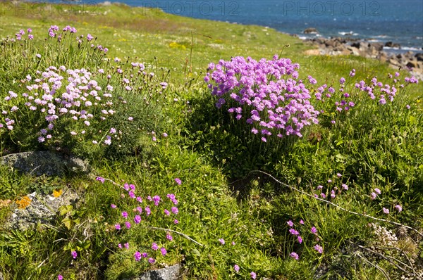 Armeria maritima, sea thrift, in flower, Lowland Point, Lizard Peninsula, Cornwall, England, UK