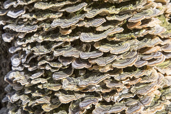 Close up of bracket fungus growing on ash tree, Suffolk, England, UK