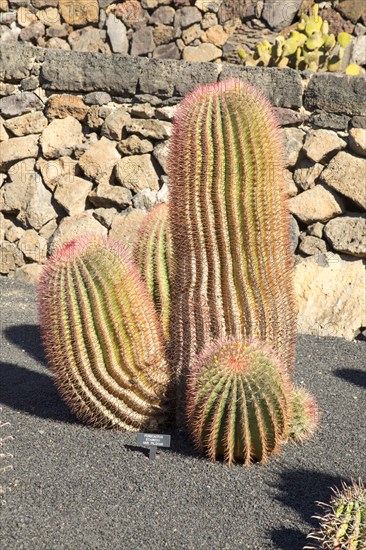 Ferocactus Stainesii Var. Pilosus, Jardin de Cactus designed by César Manrique, Guatiza, Lanzarote,