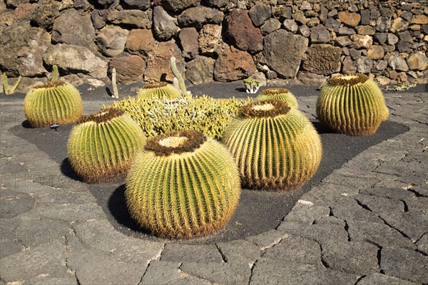 Jardin de Cactus designed by César Manrique, Guatiza, Lanzarote, Canary Islands, Spain, Europe