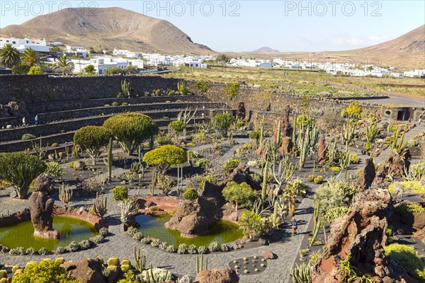 Cactus plants inside Jardin de Cactus designed by César Manrique, Guatiza, Lanzarote, Canary