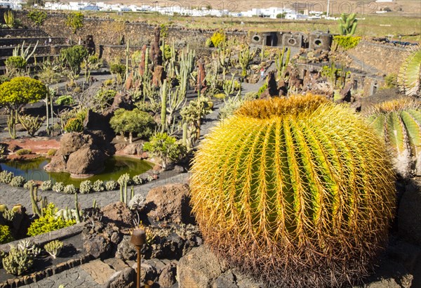 Jardin de Cactus designed by César Manrique, Guatiza, Lanzarote, Canary Islands, Spain, Europe