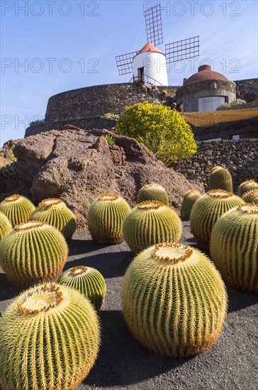 Cactus plants and windmill Jardin de Cactus designed by César Manrique, Guatiza. Lanzarote, Canary