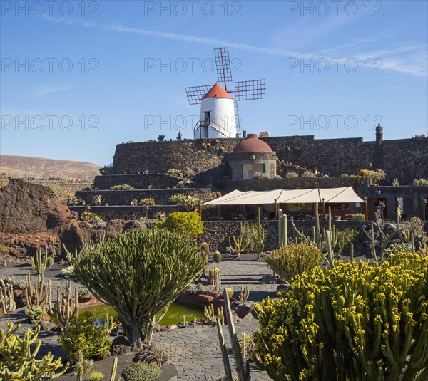 Cactus plants and windmill Jardin de Cactus designed by César Manrique, Guatiza, Lanzarote, Canary