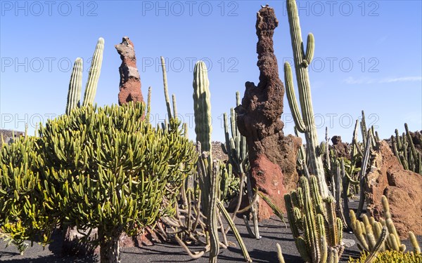 Cactus plants inside Jardin de Cactus designed by César Manrique, Guatiza, Lanzarote, Canary