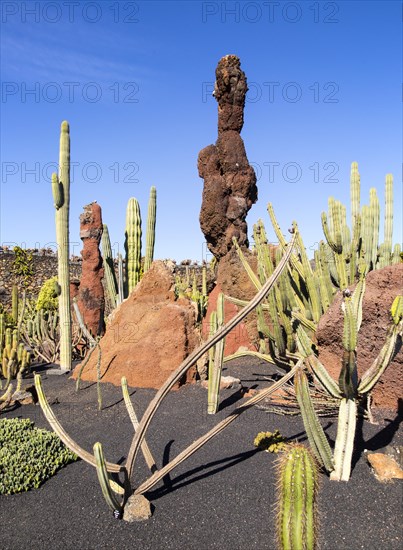 Cactus plants inside Jardin de Cactus designed by César Manrique, Guatiza, Lanzarote, Canary