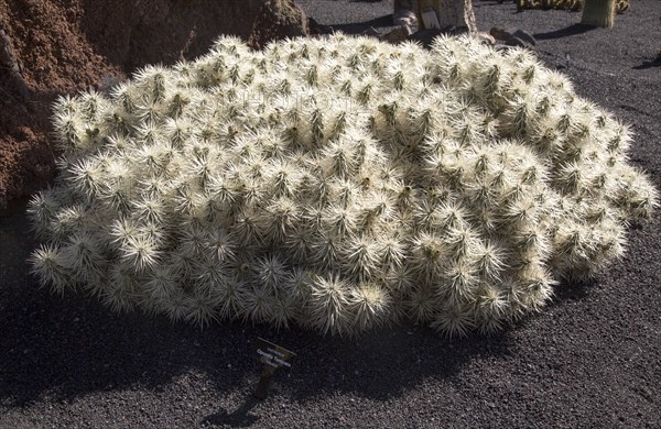 Cactaceae, Optunia Tunicata, from Mexico. Jardin de Cactus designed by César Manrique, Guatiza,