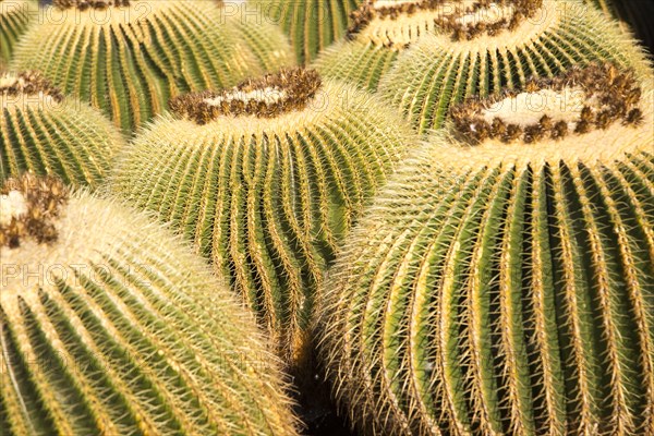 Cactus plants inside Jardin de Cactus designed by César Manrique, Guatiza, Lanzarote, Canary