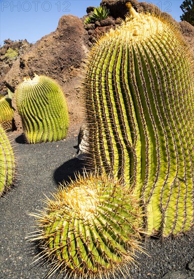 Cactus plants inside Jardin de Cactus designed by César Manrique, Guatiza, Lanzarote, Canary