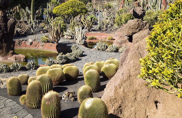 Cactus plants inside Jardin de Cactus designed by César Manrique, Guatiza, Lanzarote, Canary