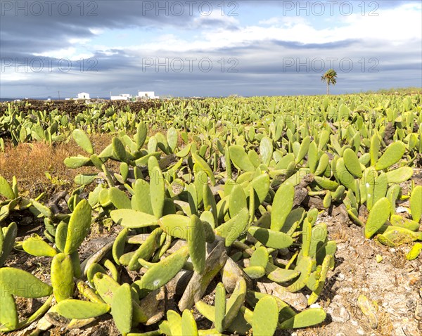 Opuntia ficus-indica prickly pear cactus crop for cochineal production, Mala, Lanzarote, Canary
