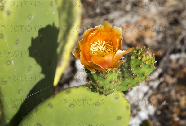 Flower of opuntia ficus-indica prickly pear cactus crop for cochineal production, Mala, Lanzarote,