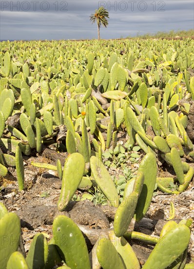 Opuntia ficus-indica prickly pear cactus crop for cochineal production, Mala, Lanzarote, Canary