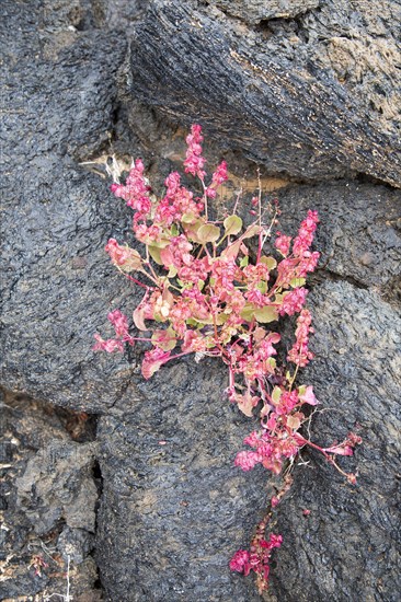 Rumex vesicarius, bladder dock, plant growing in lava field, Tahiche, Lanzarote, Canary Islands,