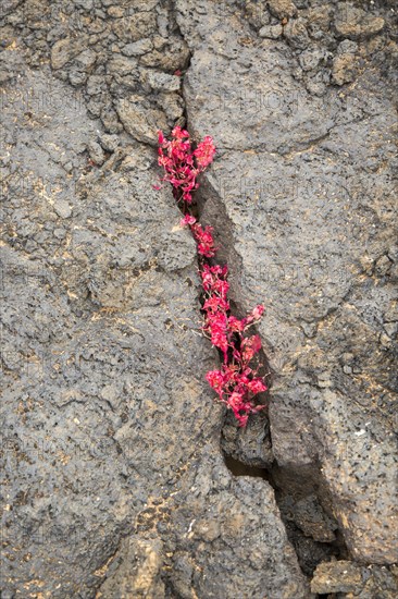 Rumex vesicarius, bladder dock, plant growing in lava field, Tahiche, Lanzarote, Canary Islands,