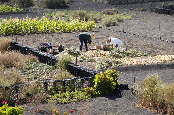 Two people sorting their onion crop in field near Uga, Lanzarote, Canary Islands, Spain, Europe