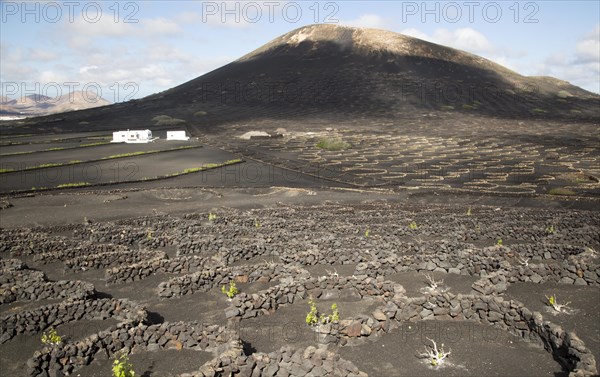 Grapevines growing in black volcanic soil in protected enclosed pits, La Geria, Lanzarote, Canary