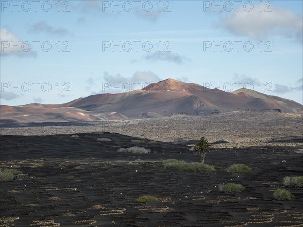 Grapevines growing in black volcanic soil in protected enclosed pits, La Geria, Lanzarote, Canary