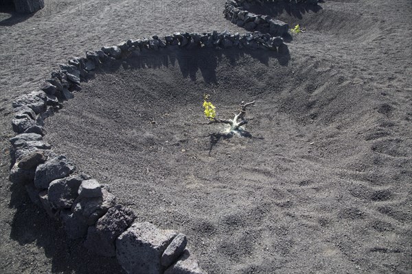 Grapevines growing in black volcanic pits in La Geria, Lanzarote, Canary Islands, Spain, Europe
