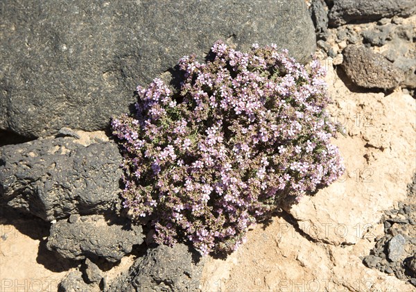 Frankenia pulverulenta, European sea-heath plant, growing on rocky coastal cliffs south west