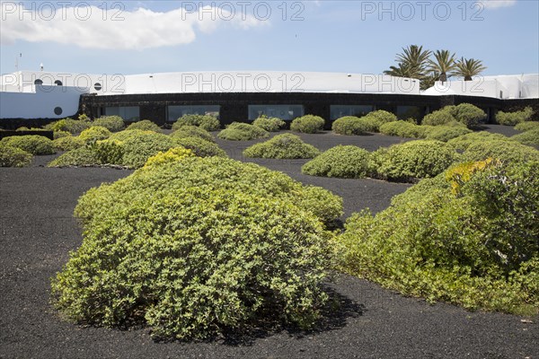 Euphorbia bushes dotted around in black volcanic ash outside Jameos de Agua building, Lanzarote,