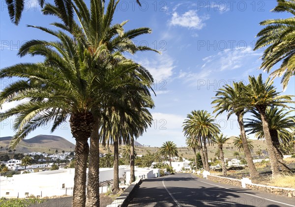 Palm trees line the road into Haria, Lanzarote, Canary Islands, Spain, Europe