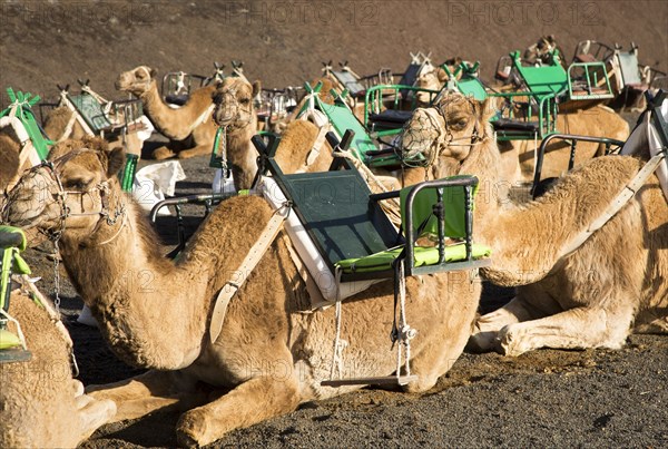 Camels in Parque Nacional de Timanfaya, Echadero de los Camellos, national park, Lanzarote, Canary