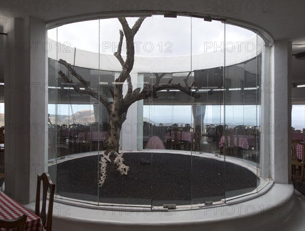 Fig tree growing in centre of restaurant designed by Cesar Manrique, Timanfaya national park,
