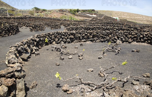 Dry stone walls and grapevines in sheltered enclosures, near Orzola, Lanzarote, Canary Islands,