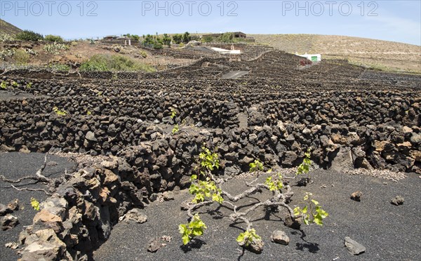 Dry stone walls and grapevines in sheltered enclosures, near Orzola, Lanzarote, Canary Islands,