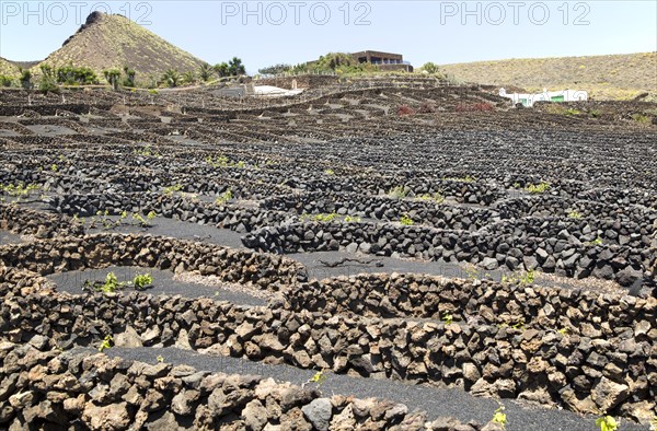 Dry stone walls and grapevines in sheltered enclosures, near Orzola, Lanzarote, Canary Islands,