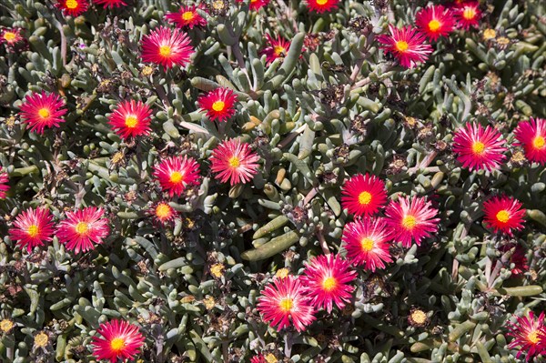 Mesembryanthemum plant with red and yellow flowers, Lanzarote, Canary Islands, Spain, Europe