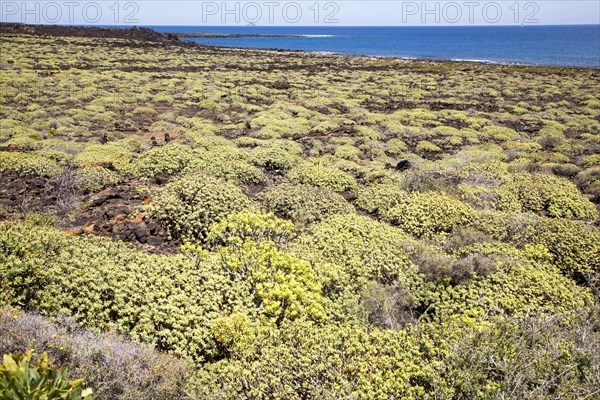Euphorbia balsamifera growing on lava flows Malpais de Corona, Lanzarote, Canary Islands, Spain,