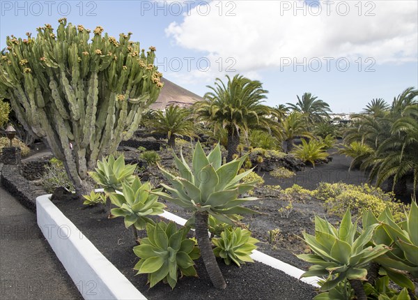 Cactus plants in garden at Fundación César Manrique, Taro de Tahíche, Lanzarote, Canary islands,