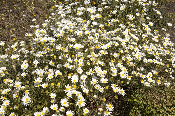 Argyranthemum frutescens marguerite daisy flowers, Lanzarote, Canary Islands, Spain, Europe