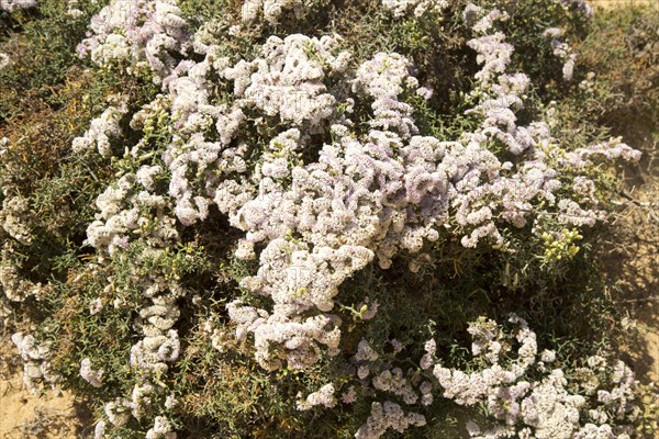 Limonium papillatum in flower in sand dunes of La Graciosa island, Lanzarote, Canary Islands,